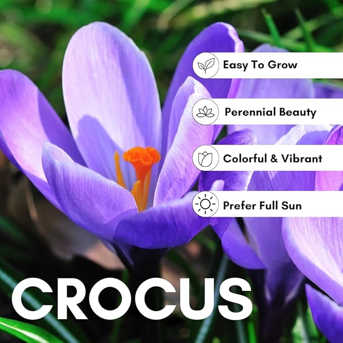 Rare Crocus Saffron Flower Bulbs for Planting, Crocus Sativus (5 Bulbs)