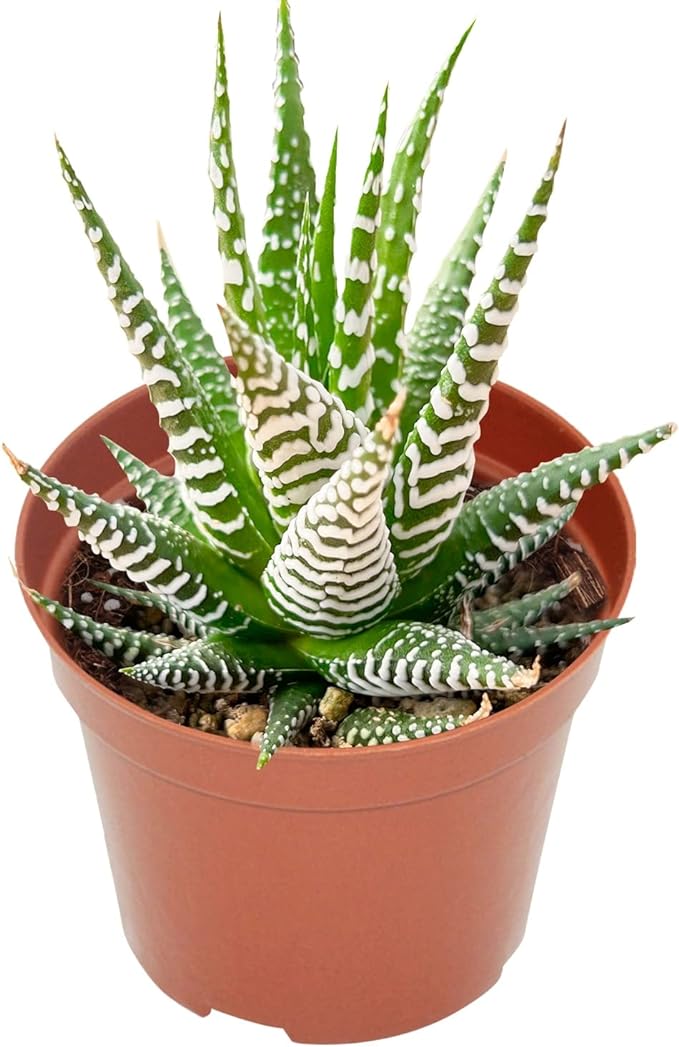 Live Succulents Haworthia fasciata 'Big Band' (4-inch), Succulent Plants Fully Rooted in Pots with Soil, Easy-Care House Plant for DIY, Home Office Decor, Wedding Party Favor