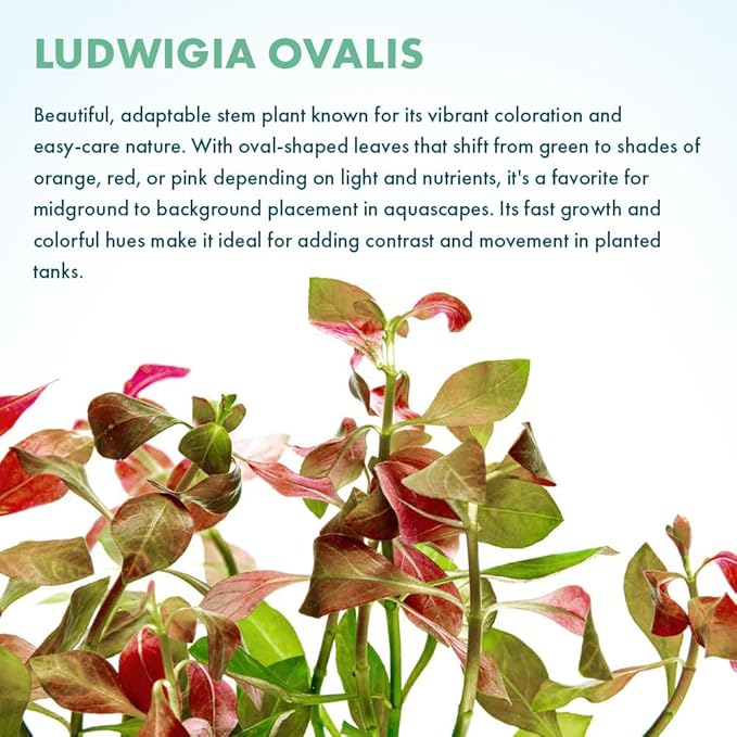 SubstrateSource Live Plant - Ludwigia Ovalis - Easy Care, Moderate to High Light, Green to Orange Accent, Freshwater Aquatic Plant for Aquascaping - Lead Bunch