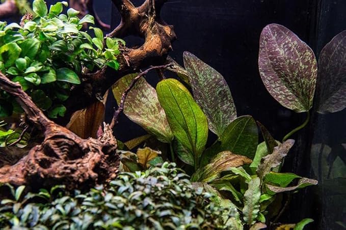 SubstrateSource Echinodorus Fancy Twist Sword Live Plant for Freshwater Aquariums, Natural Fish Tank Decorations, and Aquatic Decor (1 Pot (2-3 Plants))