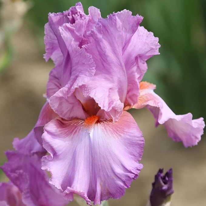 Persian Berry Reblooming Bearded Iris - Naturalizing Perennial Flower - Attracts Butterflies and Great for Cut Floral Arrangements - Easy to Grow Fall Planting Bulbs by Willard & May