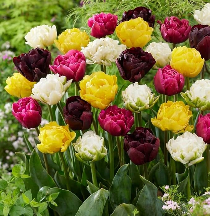 Double Tulip Mix – 10 Bulbs of Lush, Peony-Like Spring Blooms