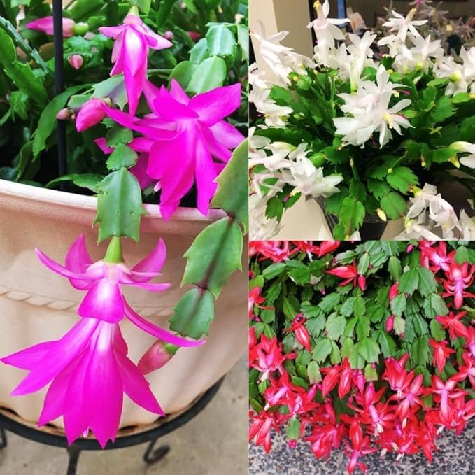 2 Mix Christmas Cactus Plants Live, 4 to 7 Inch Tall Colorful Christmas Cactus, Holiday Flower Houseplant, Indoor Outdoors Easy Care Plants for Home Garden