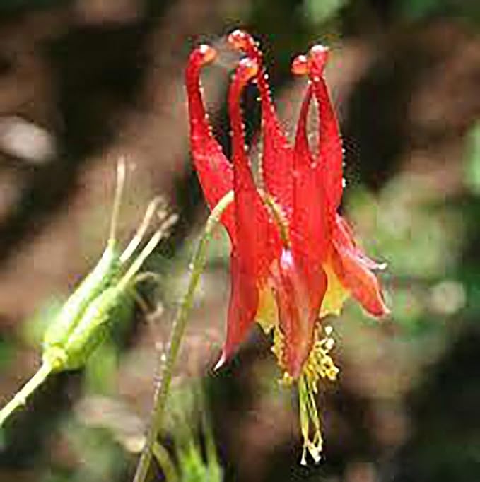 Eastern Columbine Seeds - Palo Yellow and Red - Approximately 800 Seeds - Zones 3-9
