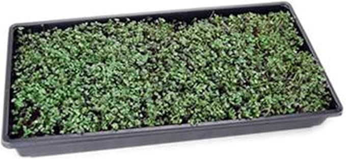 Bulk Salad Mix Microgreens Seeds – 1 LB – Non-GMO Blend of Broccoli, Kale, Kohlrabi, Cabbage & Arugula – High-Germination for Indoor Micro Greens, Hydroponic Growing & Home Gardening