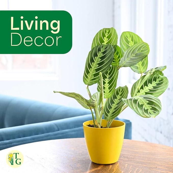 Thorsen's Greenhouse Lemon Lime Prayer Plant, Live Indoor Plant, Pet Friendly, Attractive Houseplant, Lemon Maranta, Natural Air Purifier, Easy to Grow, 4" Diameter Pot (White)