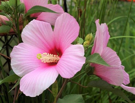 Rose Mallow Flower Seeds,25 Count COOL BEANS N SPROUTS Brand. Non-GMO. Home Gardening.