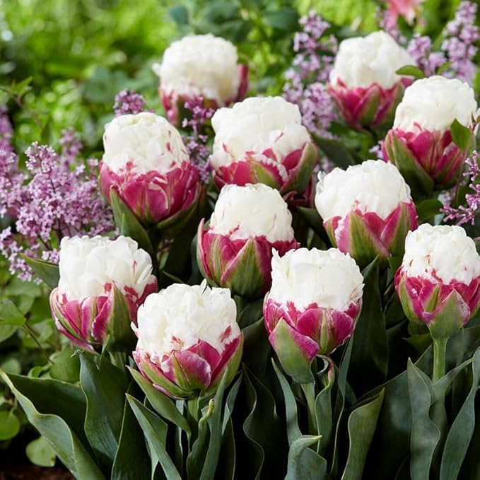 Ice Cream Double Tulip Bulbs – 3 Premium Peony-Style Blooms | White Cream Petals with Pink-Red Base | Unique Spring Perennial Flowers for Gardens & Containers – Zones 3–8 (3 Bulbs)