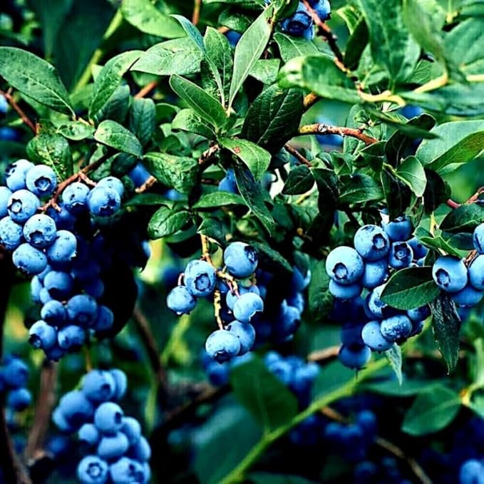Elliott Blueberry Plant Live for Planting, 4-8 Inch Tall Starter Plant, Hardy Blueberry Bush for Garden or Patio