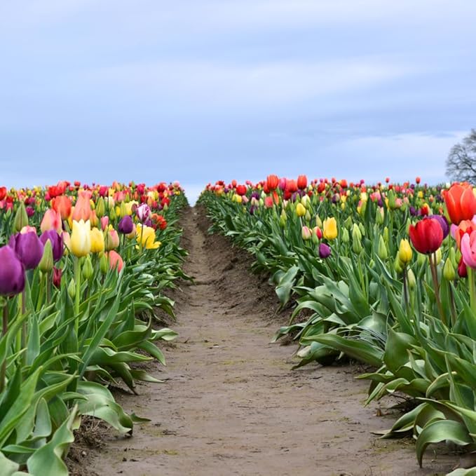 20 Mixed Tulip Flower Bulbs for Fall Planting, 11/12 cm Top Size Tulip Bulbs Bulk Pack of Colorful Tulips for Spring Blooms, Grow Flowerbeds, Fresh Harvest