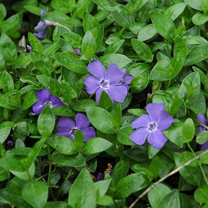 12 Vinca Plants, Vinca Minor Ground Cover Plant, Blue Flowers Periwinkle Plants, Perennial Vine Bare Roots