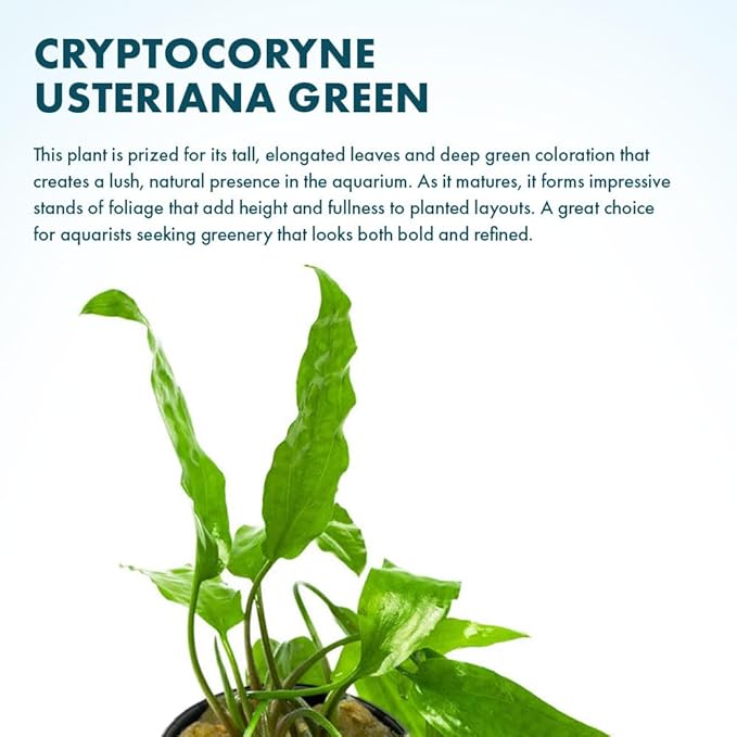 SubstrateSource Cryptocoryne Live Aquarium Plants - Freshwater Plant for Aquariums, Planted Fish Tanks - Beginner Friendly (Usteriana Green, 1 Pot (3-5 Plants))