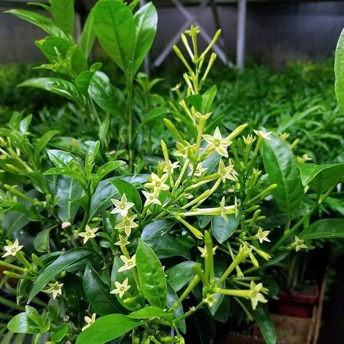 Jasmine Plant, Fragrant Jasmine Flower Vine 4-8 Inches Well Rooted for Container, Hanging Basket Growing (Blooming Night)