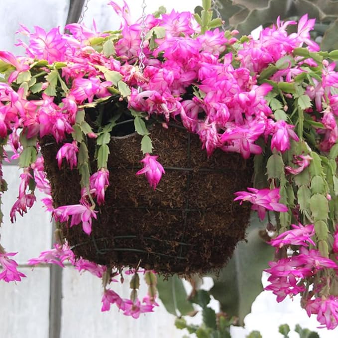 2 Christmas Cactus Plants Live, Starter Holiday Thanksgiving Cactus Plant for Indoor Outdoor Houseplants, Fasle Easter Cactus Plants Like, Cold Hardy, 5-9" in Tall, No Pot (Pink)
