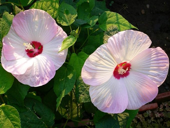 Rose Mallow Flower Seeds,25 Count COOL BEANS N SPROUTS Brand. Non-GMO. Home Gardening.