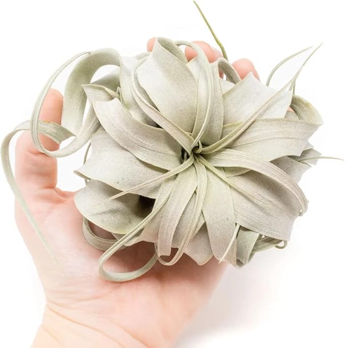 Air Plant Shop 9 Pack Mini Tillandsia Xerographica- Wholesale and Bulk - Succulents - Live Tillandsia - Easy Care Indoor and Outdoor House Plants