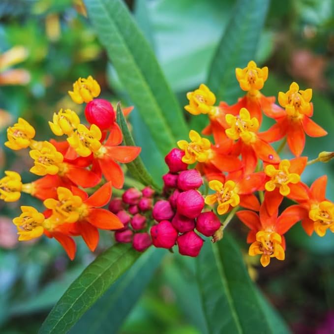 2 Red Butterfly Milkweed Plants Live, Live Milkweed Plants, Asclepias Tuberosa Plant for Gardening, 5 to 7 Inc Tall