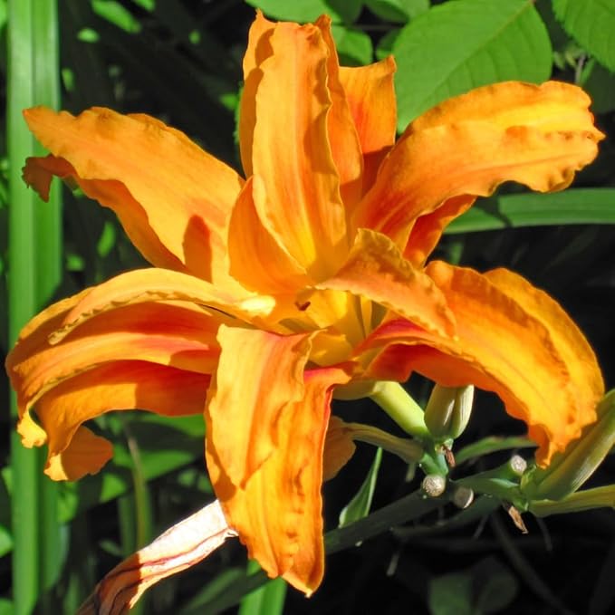 3 Double Orange Daylily Bulbs for Planting, Reblooming Daylilies Bulbs, Perennial Flowers Bulbs