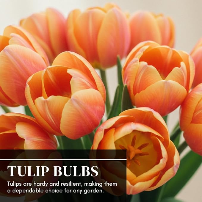 Boldyrev's Colorful Blend Tulip Garden - Mix of Pink, Yellow, Orange, Purple and Red Tulips - Stunning Perennial Flowers Bloom Each Spring - Darwin Hybrid Tulips (25 Bulbs)