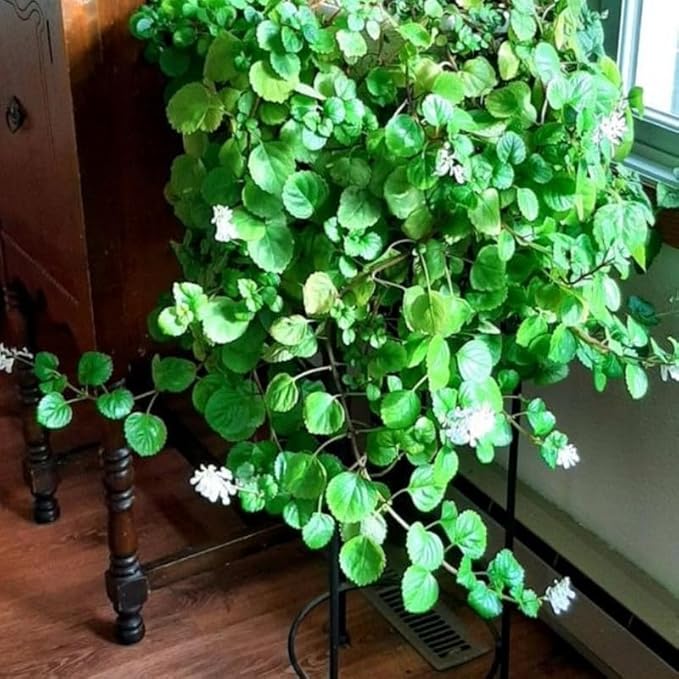 4 Swedish Ivy Plants Live House Plants, Plectranthus Plant for Gardening, 4 to 6 Inc Tall Live Plant
