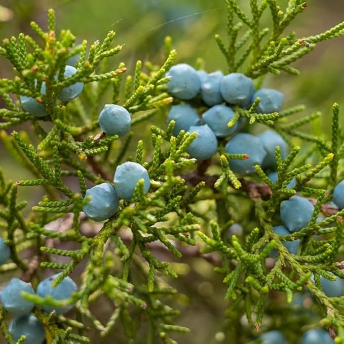 Eastern Red Cedar Tree - 10-16" Tall Live Plant - Quart Pot - Redcedar Juniper Evergreen Seedling - Juniperus virginiana
