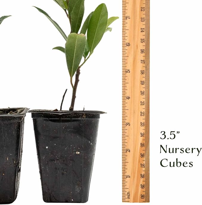 2 Dwarf Carolina Cherry Laurel in 3.5” Nursery Cubes (Prunus caroliniana ‘Compacta’) | Evergreen Shrub for Privacy Hedges, Screens, and Ornamental Landscaping | Ready-to-Plant Live Starter Plants