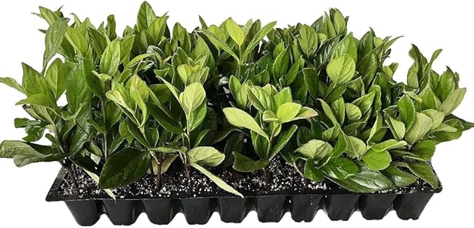 Viburnum Suspensum - 20 Live Plants - Evergreen Privacy Hedge