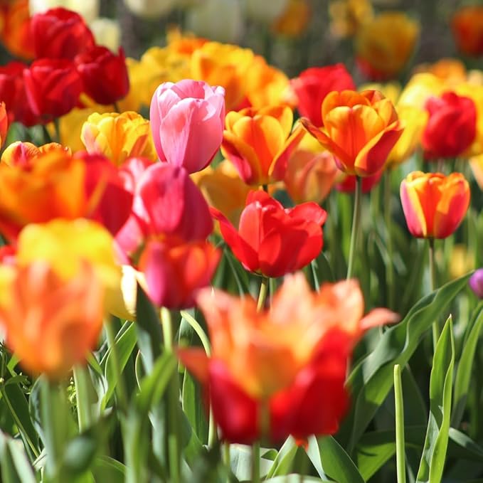 50-Pack Bulk Mixed Tulips Flower Bulbs - 50 Bulbs per Pack - Good as Cut Flowers - Perennializing - Easy to Grow Live Plants - Outdoor Garden - Pack of Colorful Spring Blooms – Fall Planting