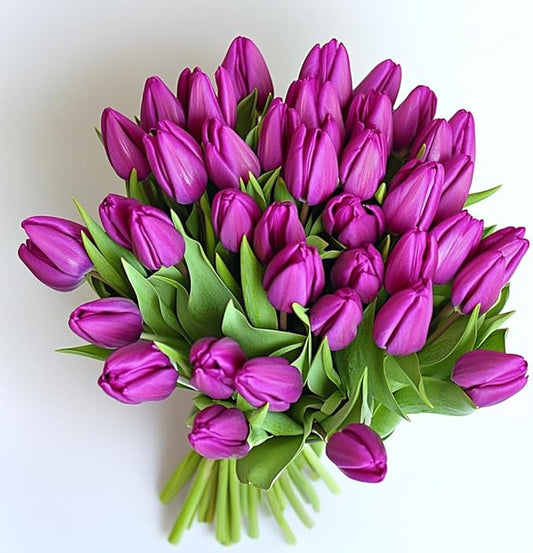 Purple Prince Tulip Bulbs – 30 Bulbs Easy Grow Perennial Tulips | Vibrant Early Spring Blooms | Fall Planting | Excellent for Cutting & Garden Borders