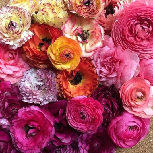 Eden Brothers Ranunculus Bulbs - Happy Mix