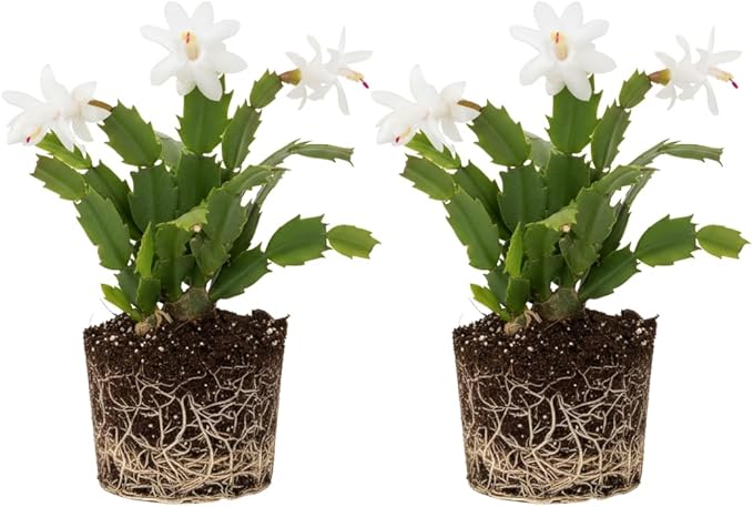 2 Live White Christmas Cactus Plants, White Christmas Cactus Plants Live, 4 to 6 Inch, Bare Root, Perennial Flower Holiday Succulent Plant, No Pot