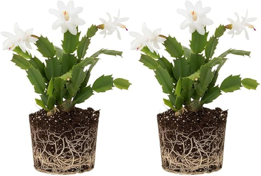 2 Live White Christmas Cactus Plants, White Christmas Cactus Plants Live, 4 to 6 Inch, Bare Root, Perennial Flower Holiday Succulent Plant, No Pot