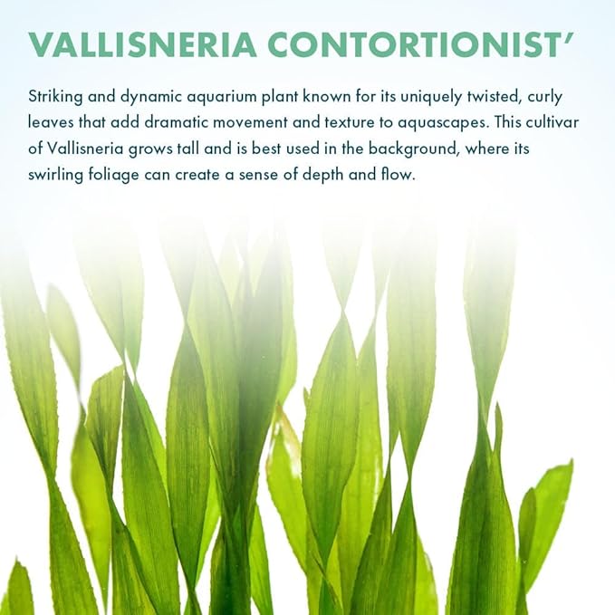 SubstrateSource Live Plant - Tall Grass, Corkscrew Vallisneria - Easy Care, Moderate to High Light, Bright Green Accent, Freshwater Aquatic Plant for Aquascaping - Lead Bunch