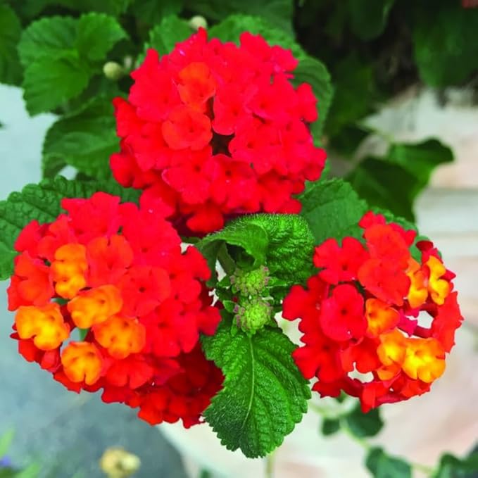 Pack 2 Red Lantana Plants Live for Planting Outdoors, 2 to 5 Inch Tall, Well Rooted, Fragrant Flowers