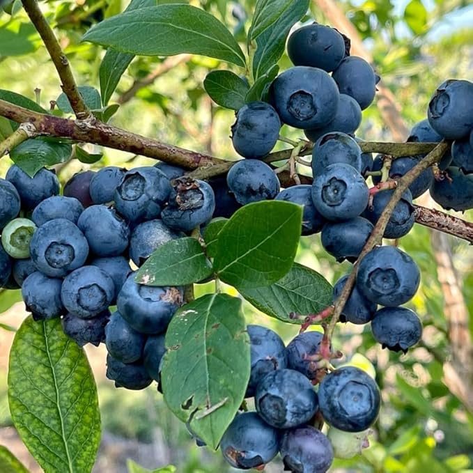 Sharpblue Blueberry Plant Live for Planting, 4-8 Inch Tall Starter Plant, Hardy Blueberry Bush for Garden or Patio