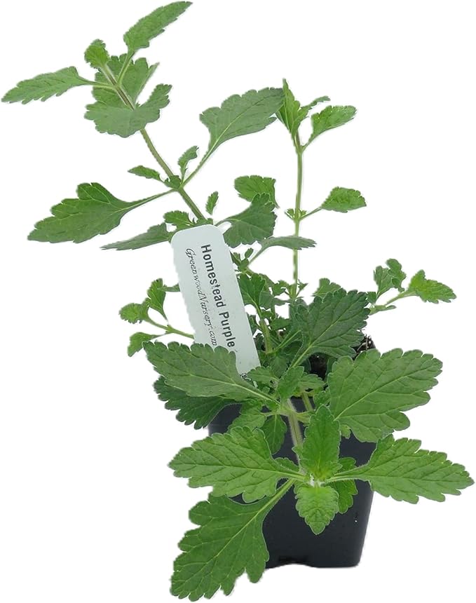 Greenwood Nursery: Live Perennial Plants - 'Homestead Purple' + Verbena Canadensis - [Qty: 3X Pint Pots] - (Click for Other Available Plants/Quantities)