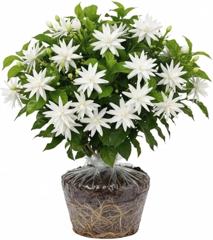 2 Jasmine Plants Live, Jasmine Flower Plant Indoors Outdoors, Climbing Vine Plant, 5 to 8 Inc Tall