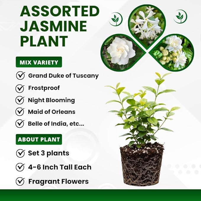 Jasmine Plant - Pack 3 Mix Gardenia Jasmine Flower Plants, Size 4 to 6 Inch Tall, Fragrant Flowers Bloom Year Round, Indoors Outdoors Garden