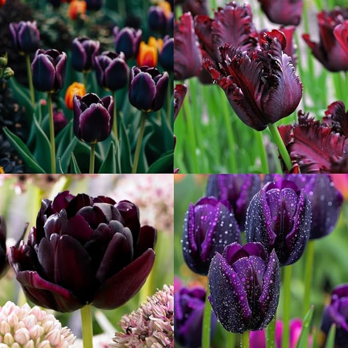 20 Tulip Bulbs for Fall Planting, Top Size Tulips Bulbs Perennial Flowers, Vibrant Spring Blooms, Easy Fall Planting (Black Tulip Collection)