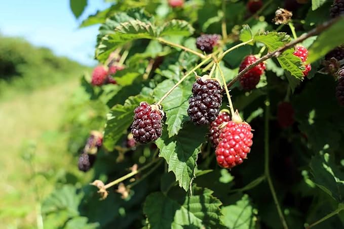 Thornless Boysenberry Plant Live for Planting, 5-9 Inch Tall, Boysenberry Bush Live Plant Rooted Starter Plant