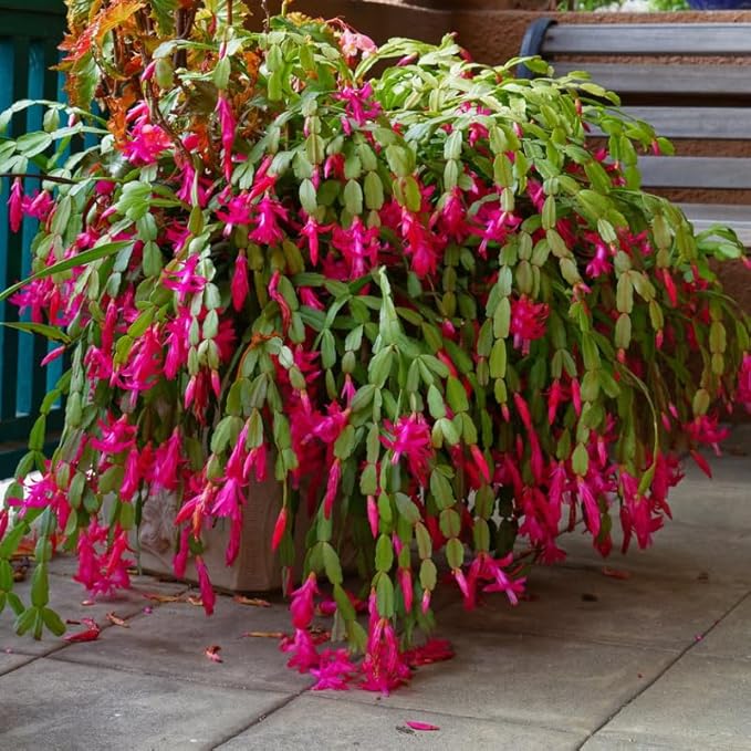 2 Pink Christmas Cactus Plants Live, True Thanksgiving Cactus Live Size 6-9" Inches Tall, Ready to Blooms, Holiday Houseplant, Cold Hardy, Bloom in Winter