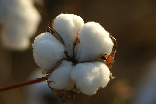 Cotton Seed Pure White, 1 Pound Over 3500 Seeds