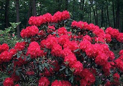 Nova Zembla Red Rhododendron - Live Plant - Trade Gallon Pot