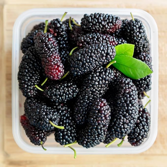 Mulberry Tree Live Plant, 5 to 8 Inch Tall, Sweet Mulberry Plant Live Seedling, No Pot, Edible Mulberries Fruit Tree Plant (Illinois Everbearing Mulberry)