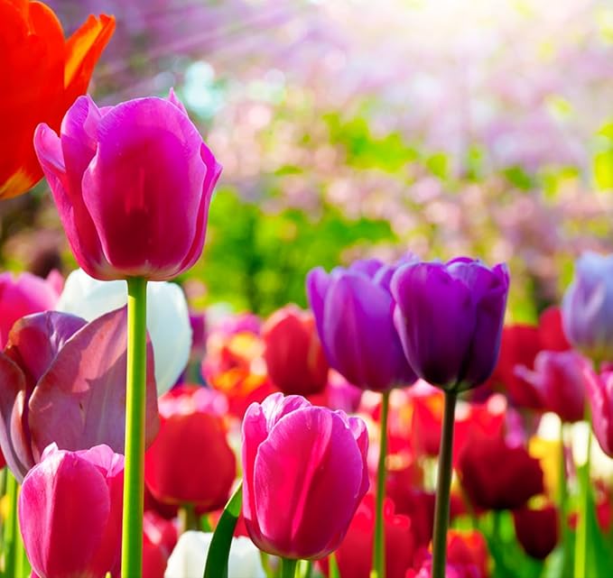 Triumph Tulip Bulbs for Fall Planting Mixed Perennial Hybrids Darwin Changing Colors Emperor Mixture Size 12+ (50, Emperor Mixture)