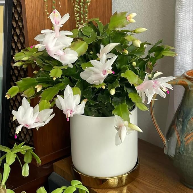 White Christmas Cactus Plant, 3-6" Tall Colorful Holiday Cactus Houseplant Easy Care Tropical Flowering Succulent Live Plants, Well Rooted, No Pot
