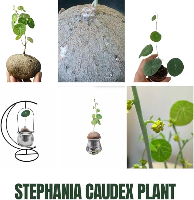 2"-2.5" Stephania Cephalantha Plant Caudex, Rare Succulent with No Hair Roots, Already Sprouts, 4.5-6 Cm Wide Caudex for Planting,Home Decor, Houseplant, Cold Hardy