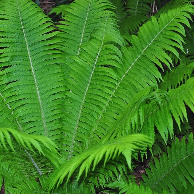 5 Ostrich Fern Roots, Perennial Fern Roots for Planting from 4 Inc