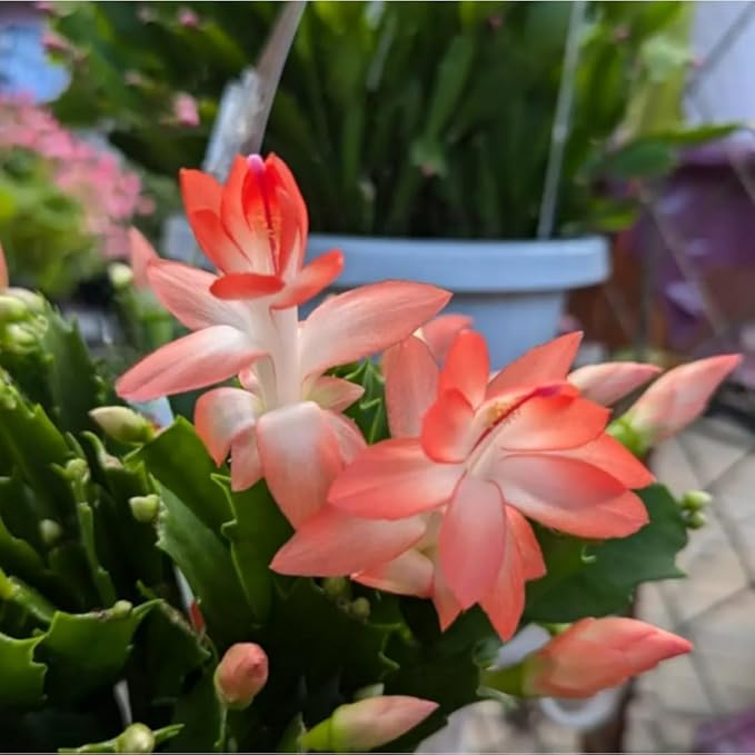 Thanksgiving Cactus Live Plant in 4" Pot, Holiday Christmas Cactus Plants Live, Winter Bloom, Indoor Planting, Ready to Blooms (Peachy Yellow)