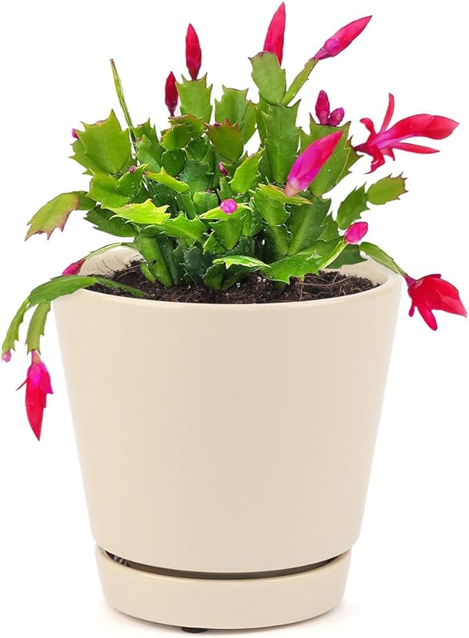 Christmas Cactus Thanksgiving Cactus (4 inch + Minimalist Pot) - Red/Pink/White Zygocactus - Holiday Decorating with Cacti and Succulents - Christmas Gift Ideas 2025